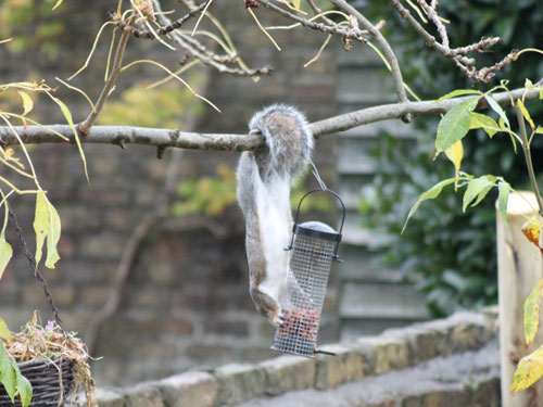 Squirrel in the garden, October 2012