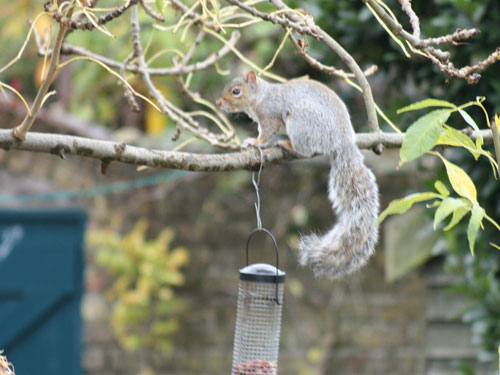 Squirrel in the garden, October 2012