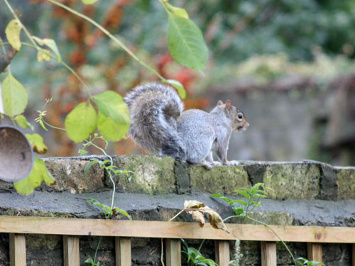 Squirrel in the garden, October 2012